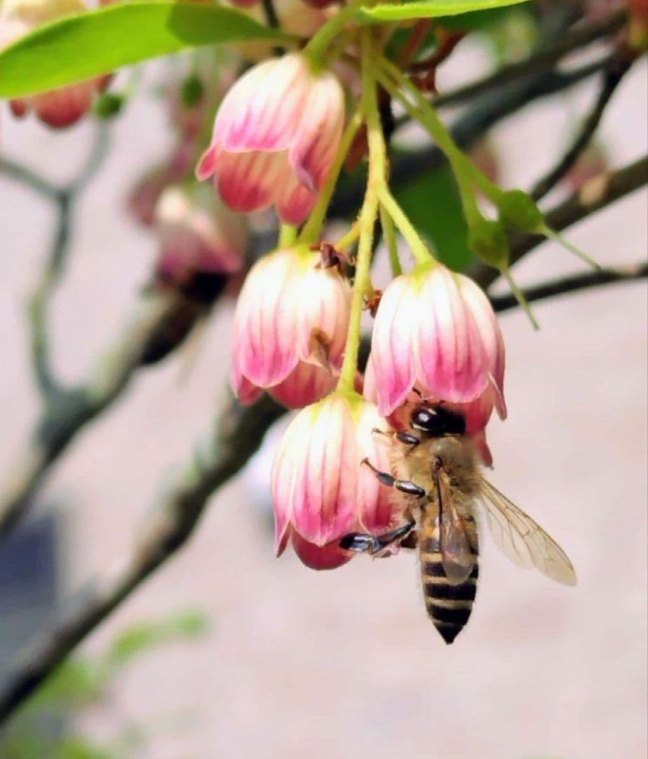 日本蜜蜂 生蜂蜜 ミツバチ 純粋 ニホンみつばち 非加熱 #6 宮城県産