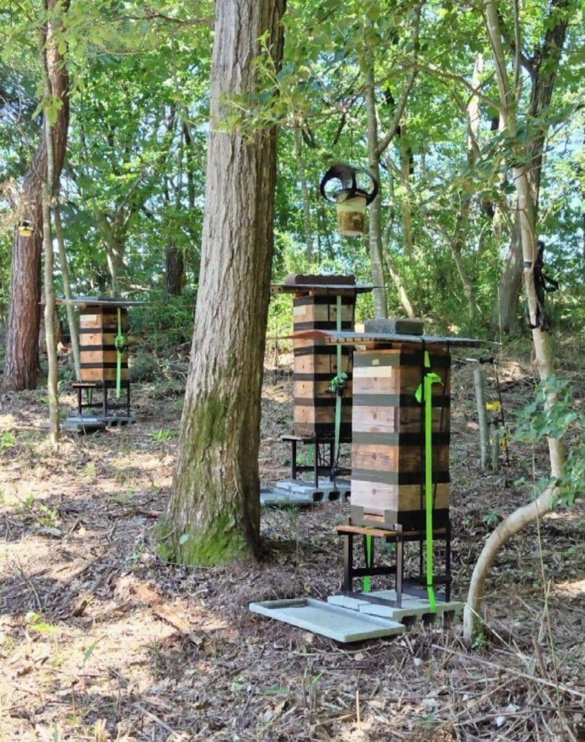 日本蜜蜂 生蜂蜜 ミツバチ 純粋 ニホンみつばち 非加熱 #6 宮城県産