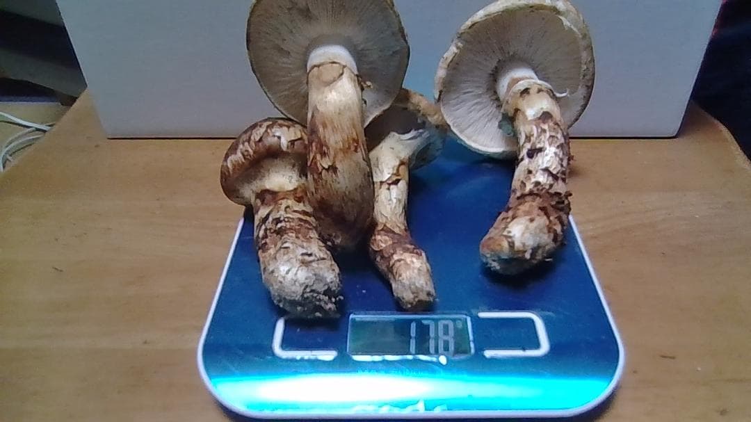 松茸　１７８ｇ