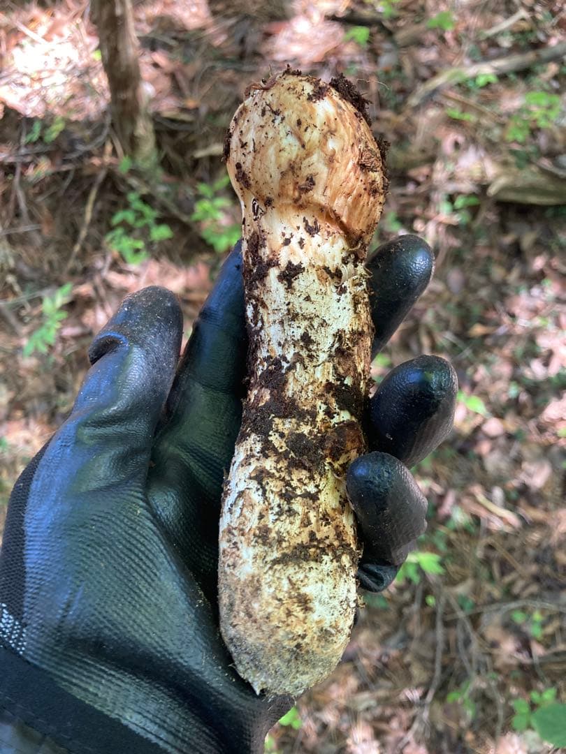 松茸　国産　岐阜県