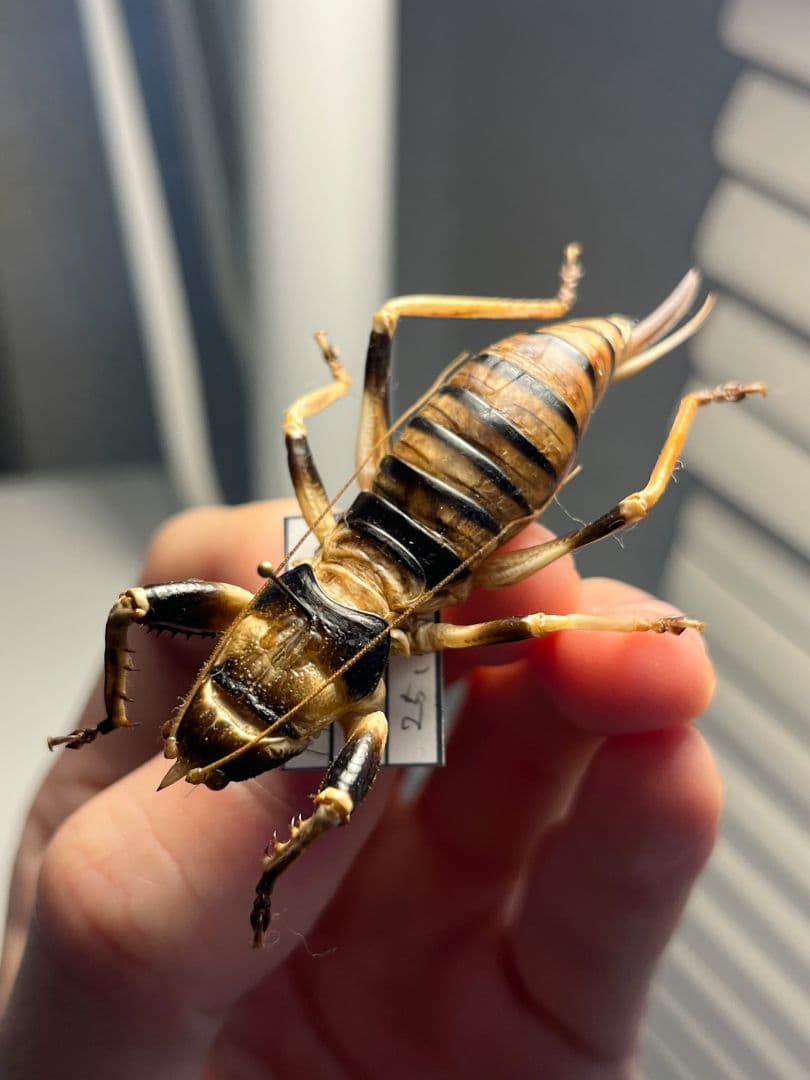 【美麗♀】ロブスターキリギリス マッチョキリギリス コロギス リオックナナ　標本