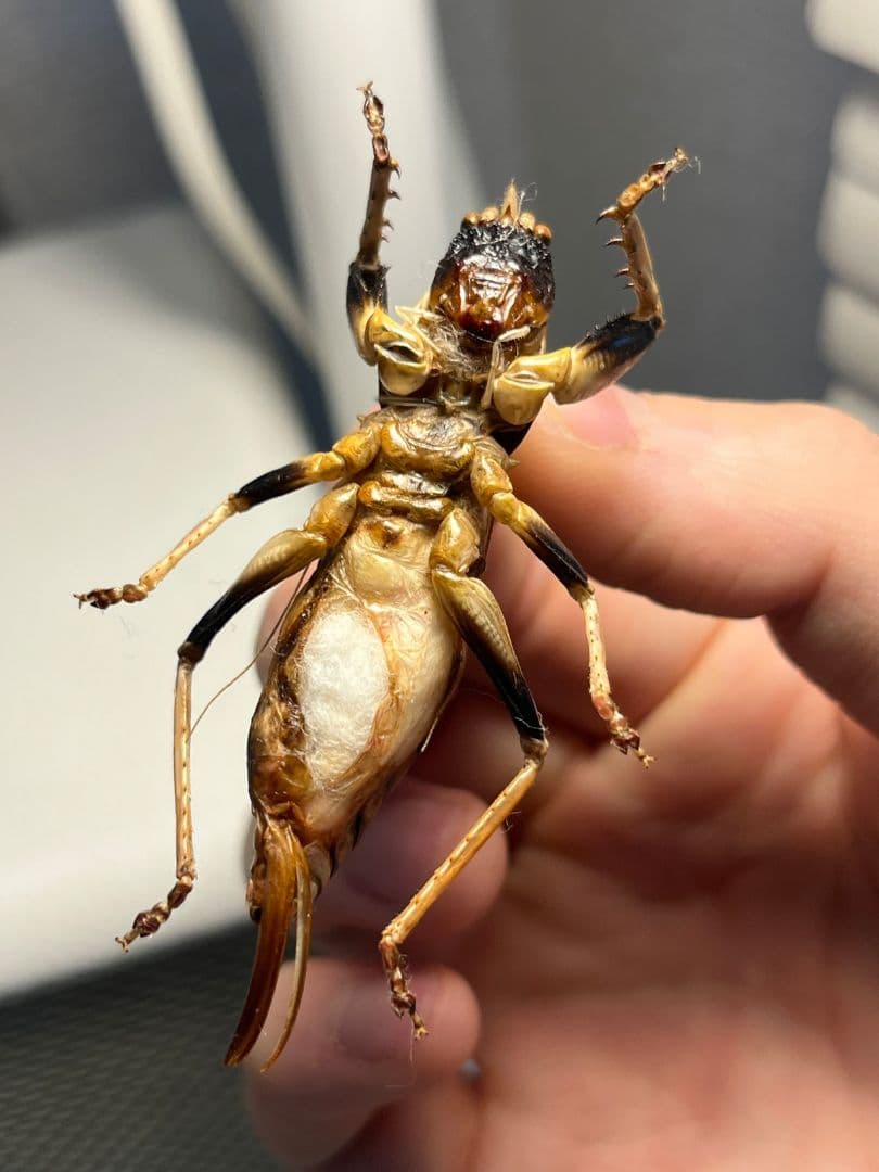 【美麗♀】ロブスターキリギリス マッチョキリギリス コロギス リオックナナ　標本