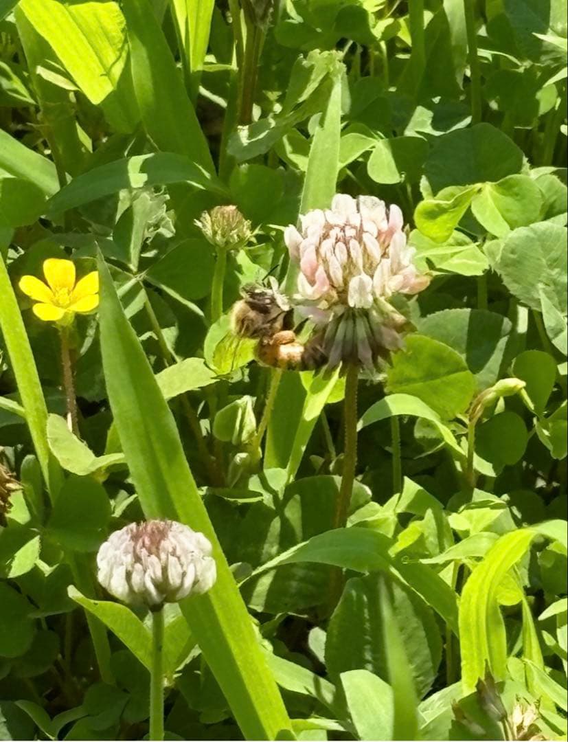 長野県長野市若穂保科で採れたりんごはちみつ 1.2キロ 2本 ⑨