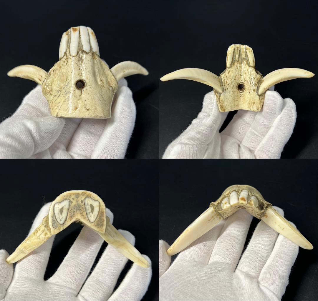 ◎古道具 庵々◎江戸-明治期 獣牙根付■提げ物山伏猟師魔除け呪物■猪牙狼牙熊牙