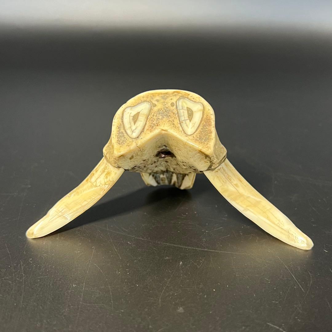 ◎古道具 庵々◎江戸-明治期 獣牙根付■提げ物山伏猟師魔除け呪物■猪牙狼牙熊牙