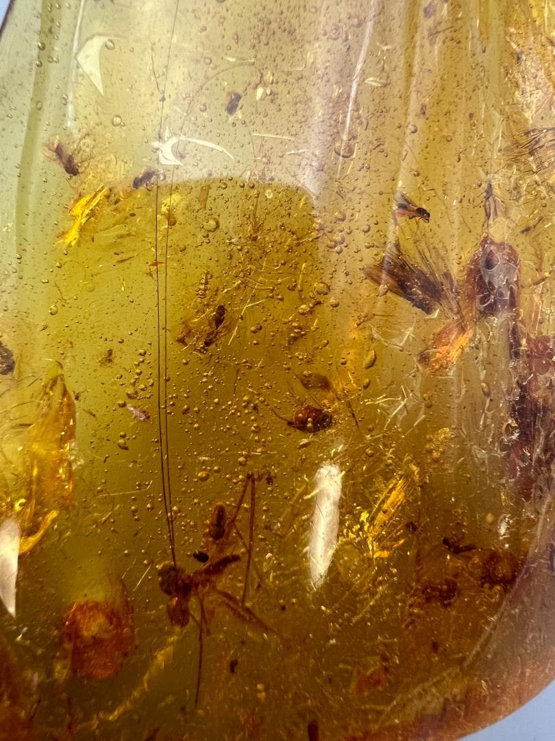 虫入り琥珀　蜘蛛　蚊　多種多様な虫を内包　バルティックアンバー　バルト海沿岸地域