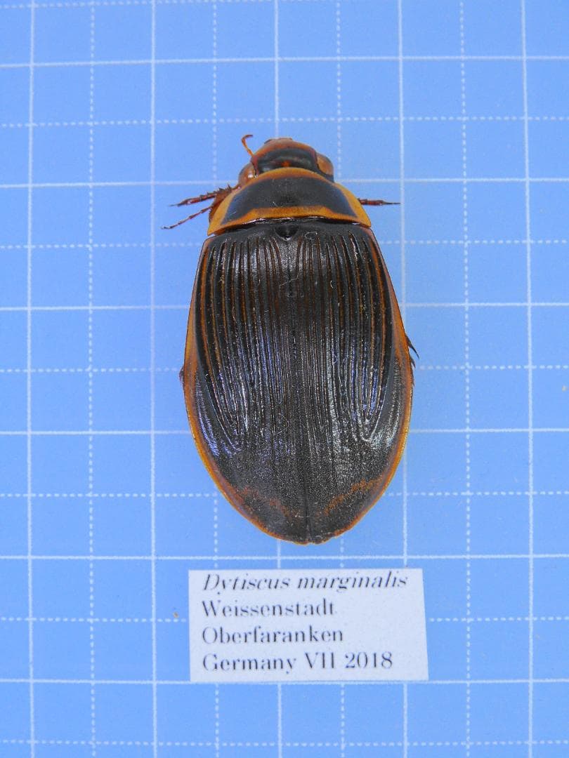 ドイツ産　ゲンゴロウモドキ　31mm ドイツではプロテクトかかってます