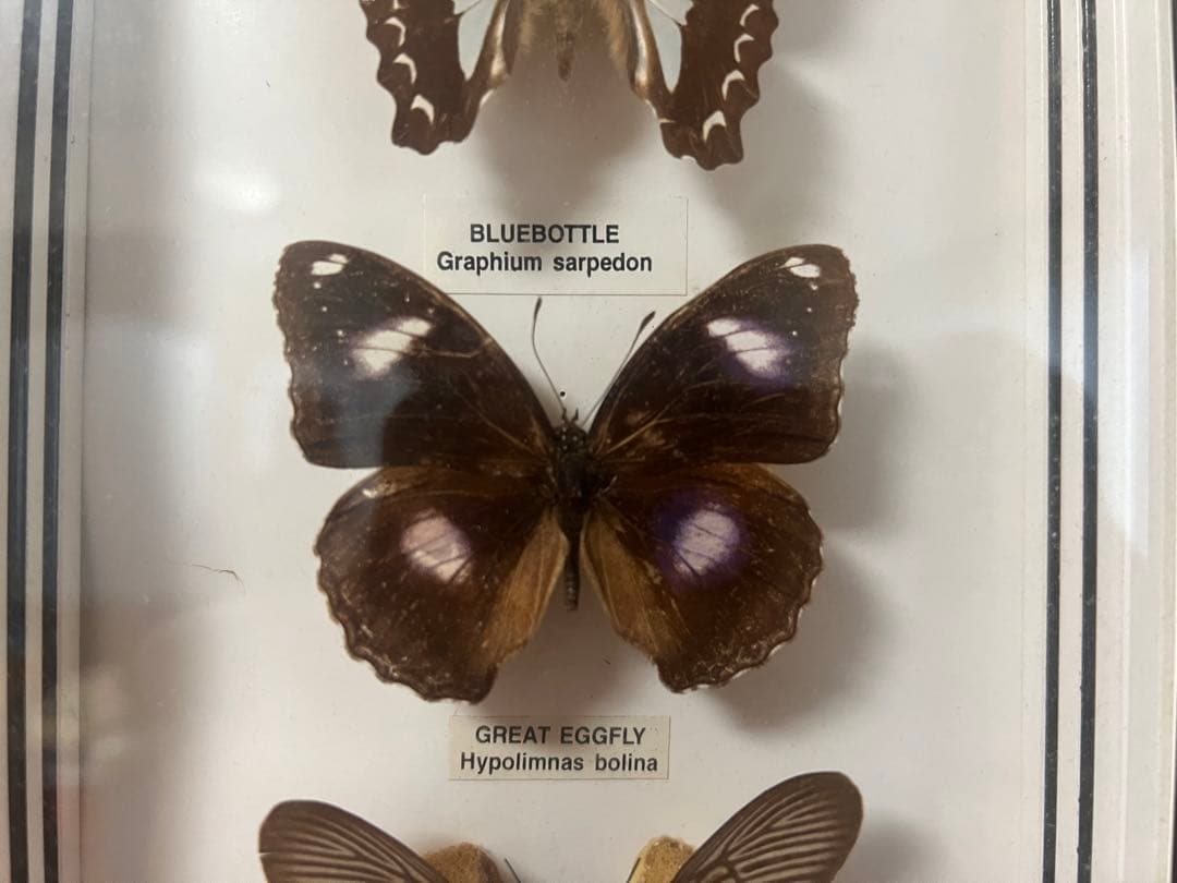 【O-982】蝶 標本 メネラウスモルフォ アオスジアゲハ リュウキュウムラサキ
