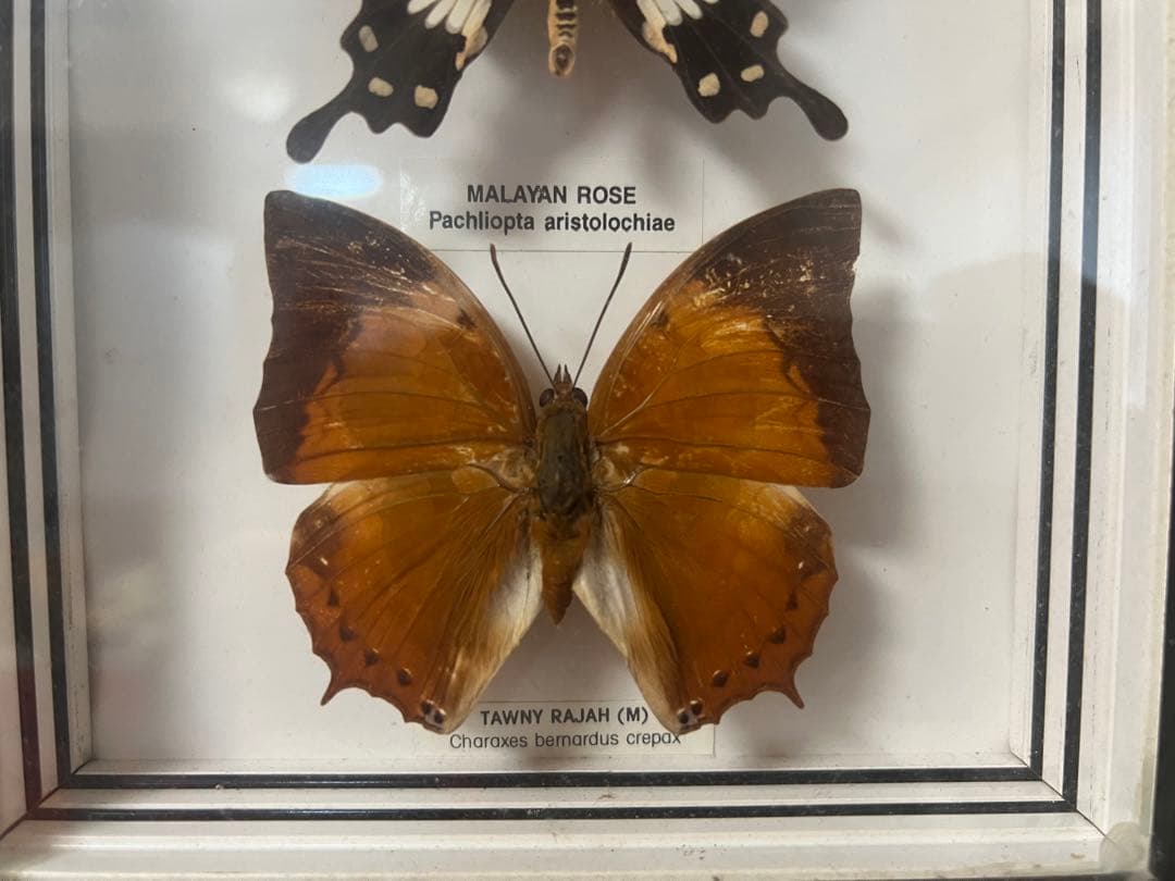 【O-982】蝶 標本 メネラウスモルフォ アオスジアゲハ リュウキュウムラサキ