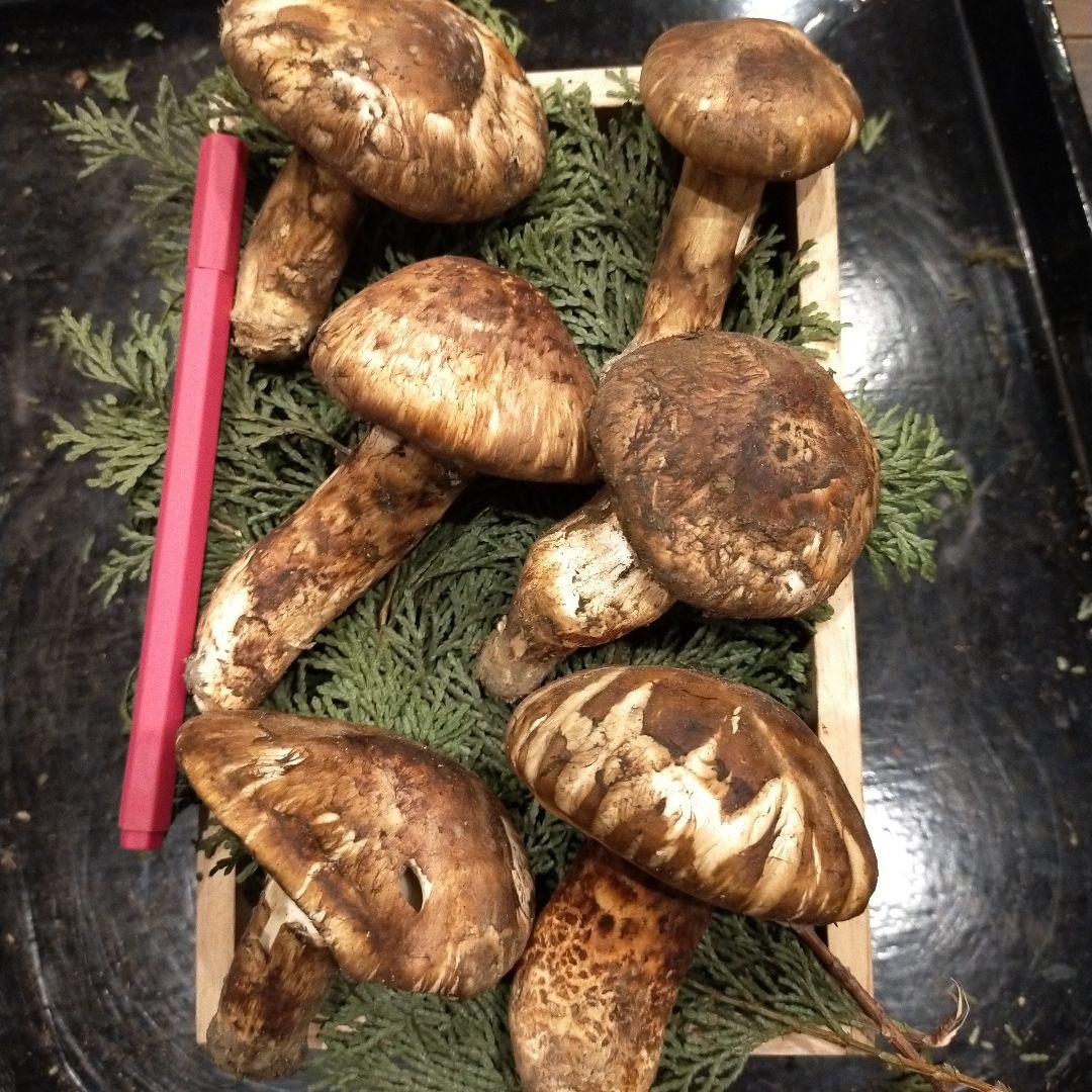 ③信州産 松茸　長野県　クール便　220g