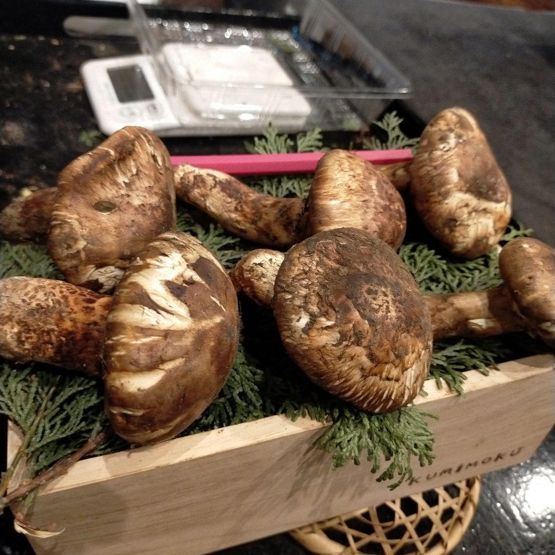 ③信州産 松茸　長野県　クール便　220g