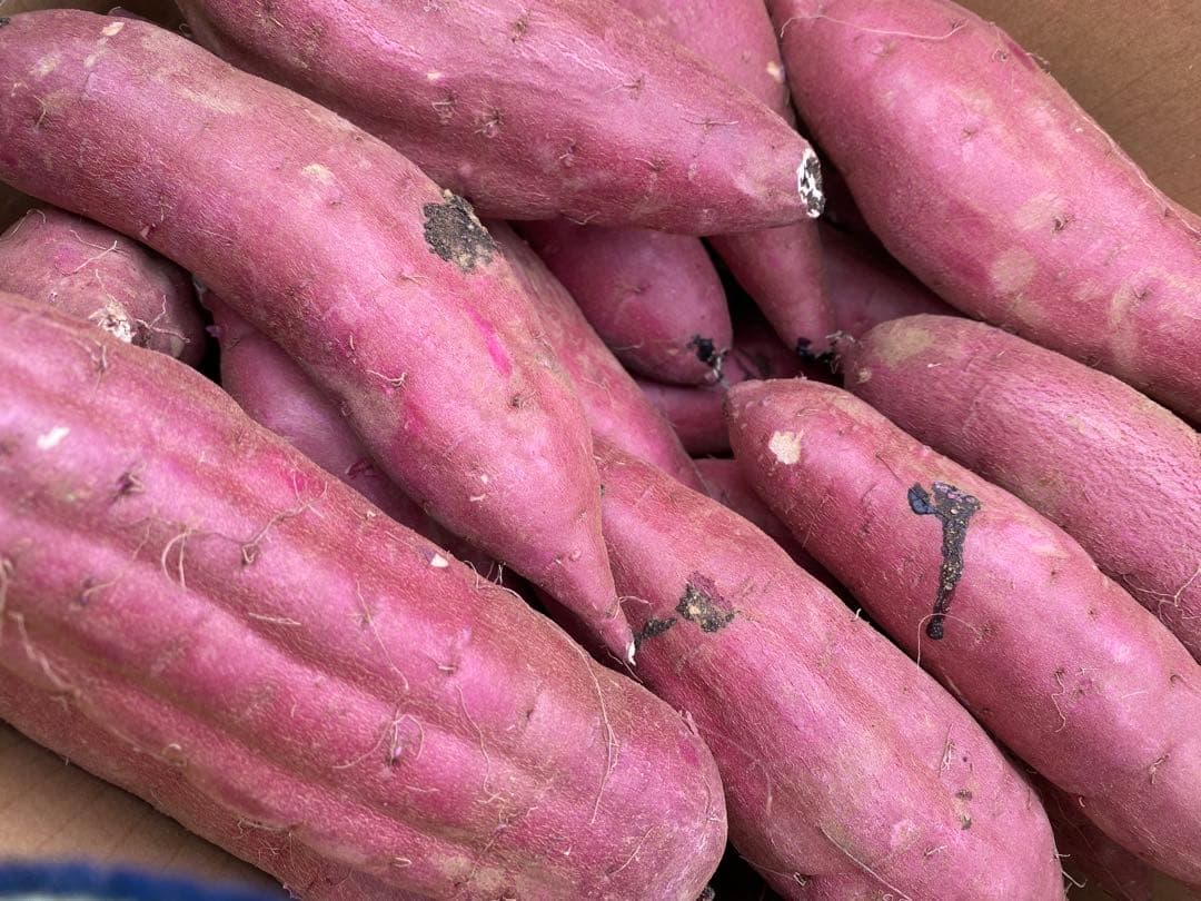 茨城県産紅はるかLサイズ100キロ　ご予約品