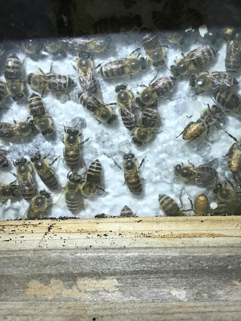 日本ミツバチ純粋100%蜂蜜 600g×２本