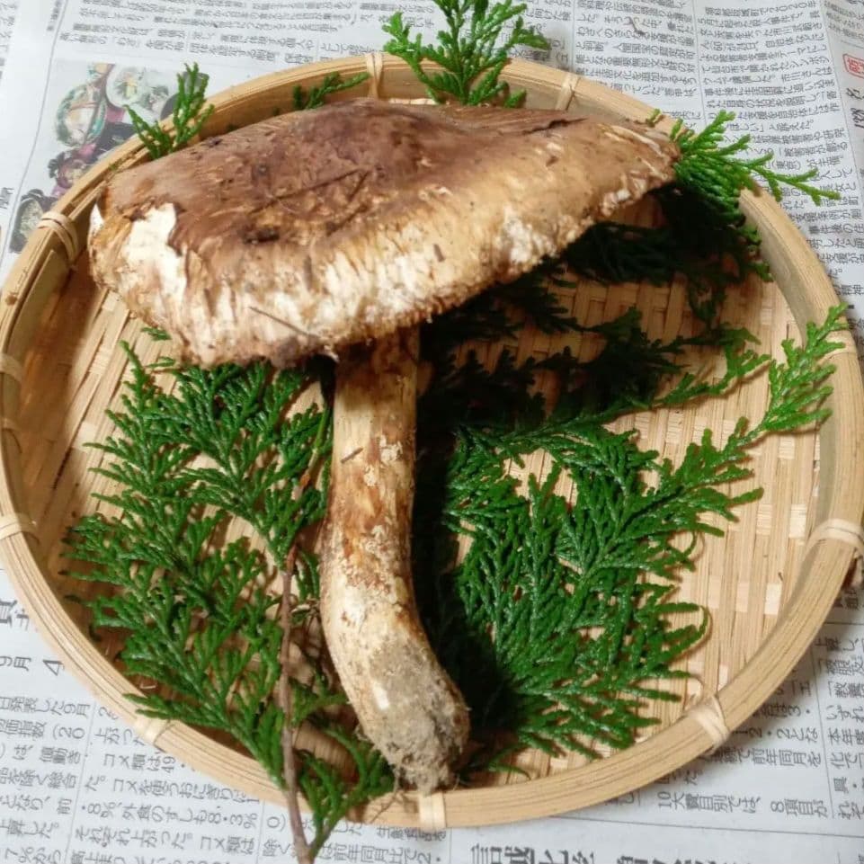 長野県産　松茸　146g ④