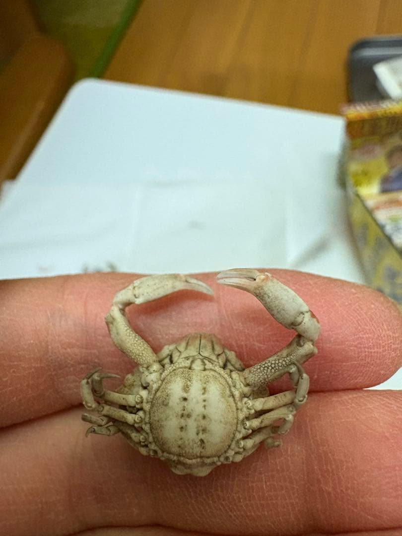 G*N様 オオロッカクコブシガニ展示中　定期オークション