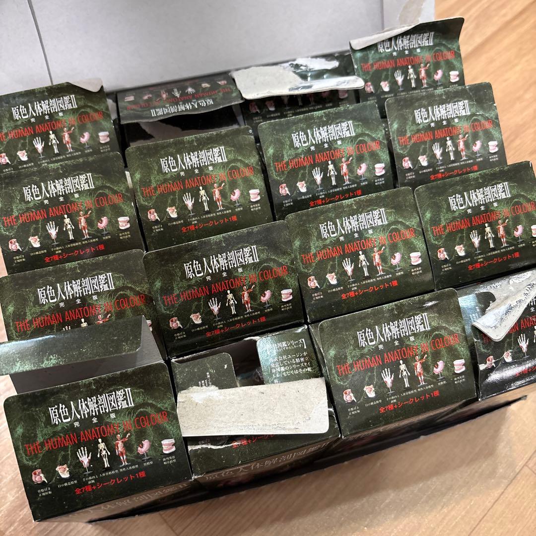 レア 男性人体模型 原色図鑑シリーズ25 原色人体解剖図鑑II フィギュア