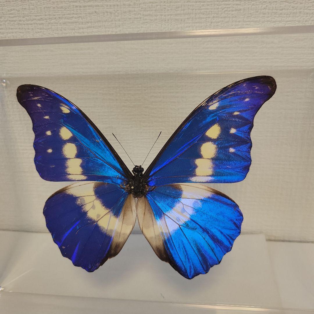 蝶の標本　熱帯の宝石(珍珍)