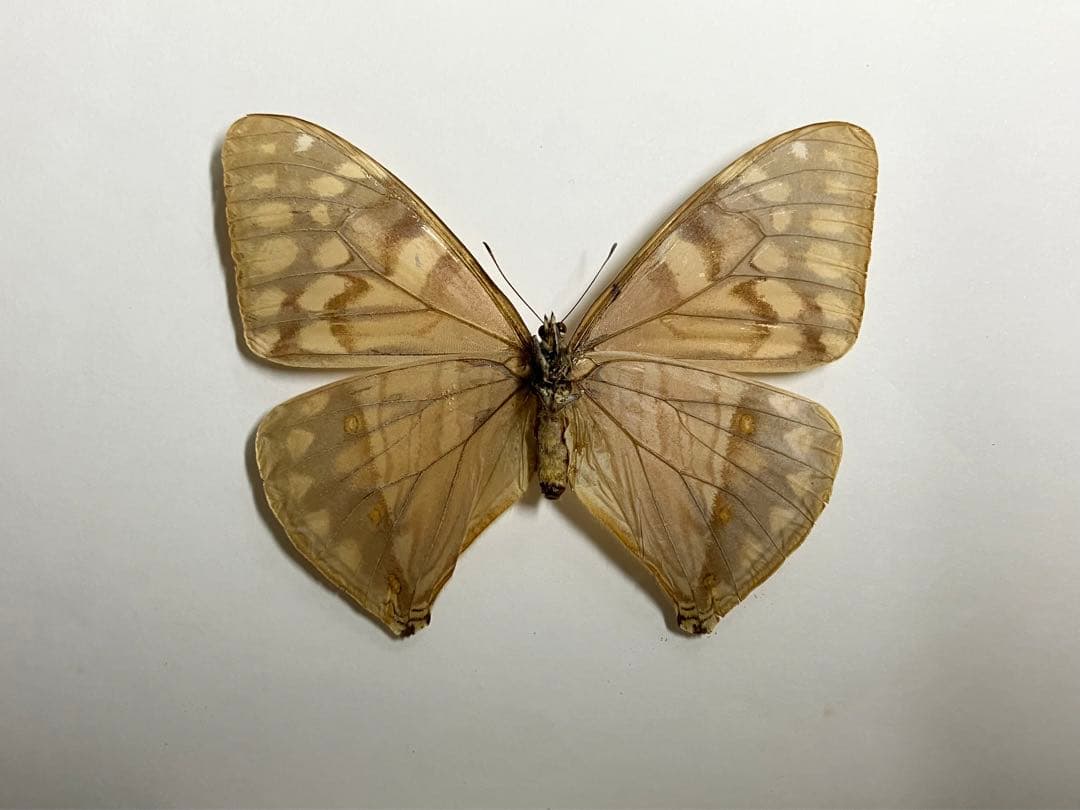 エガーモルフォ ペア　蝶　標本