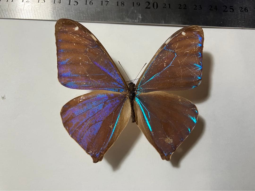 エガーモルフォ ペア　蝶　標本