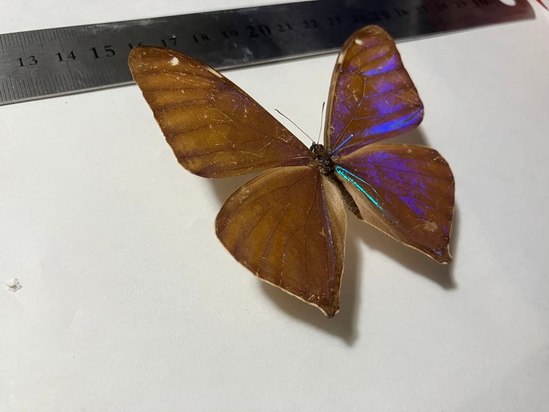 エガーモルフォ ペア　蝶　標本