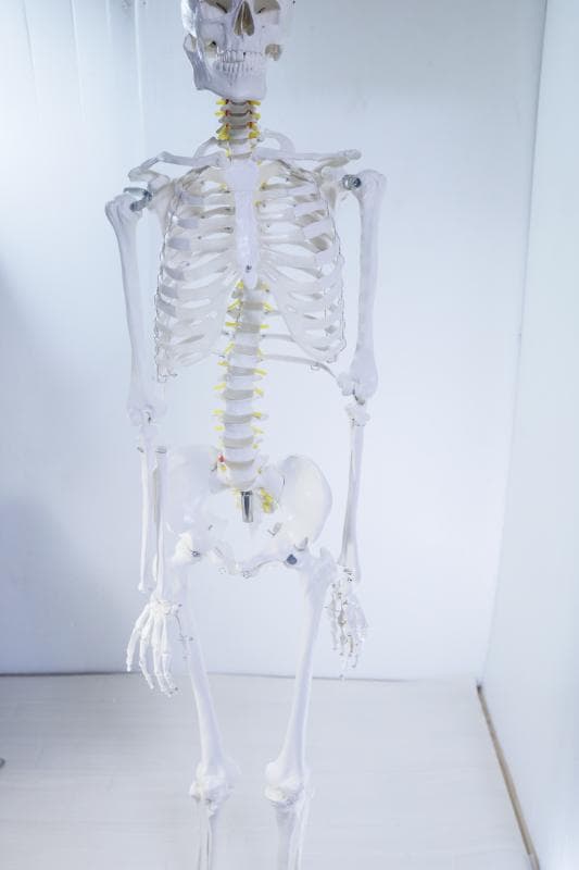 ◆骨格模型 人体模型 等身大　ヒューマンスカル 整体医学理科