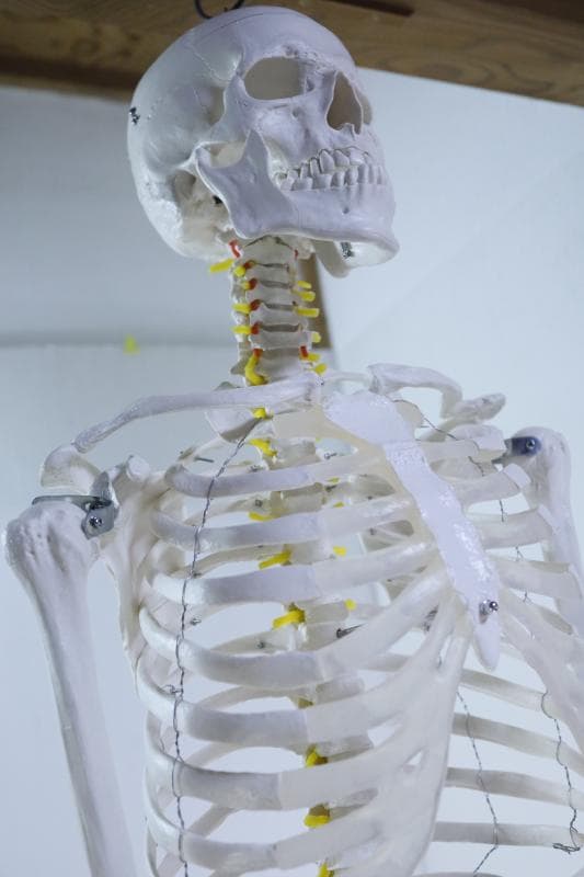 ◆骨格模型 人体模型 等身大　ヒューマンスカル 整体医学理科