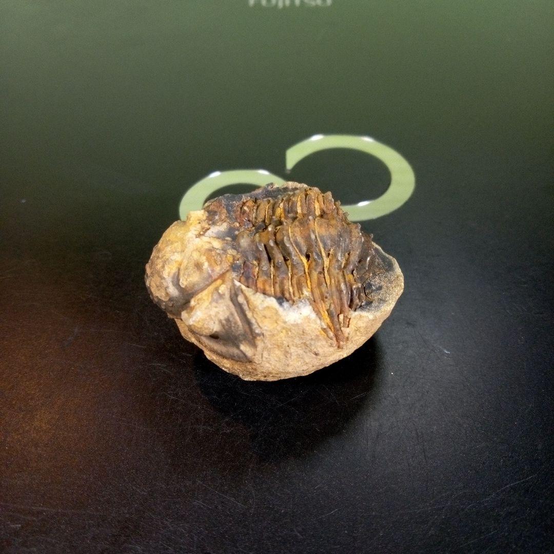 三葉虫　化石　fossil　ボリビア産　trilobite　海生動物識別③