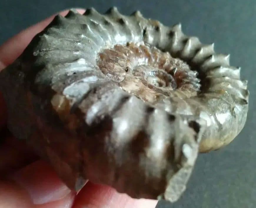 イギリス産　ジュラ紀　アンモナイト　刺々　希少種
