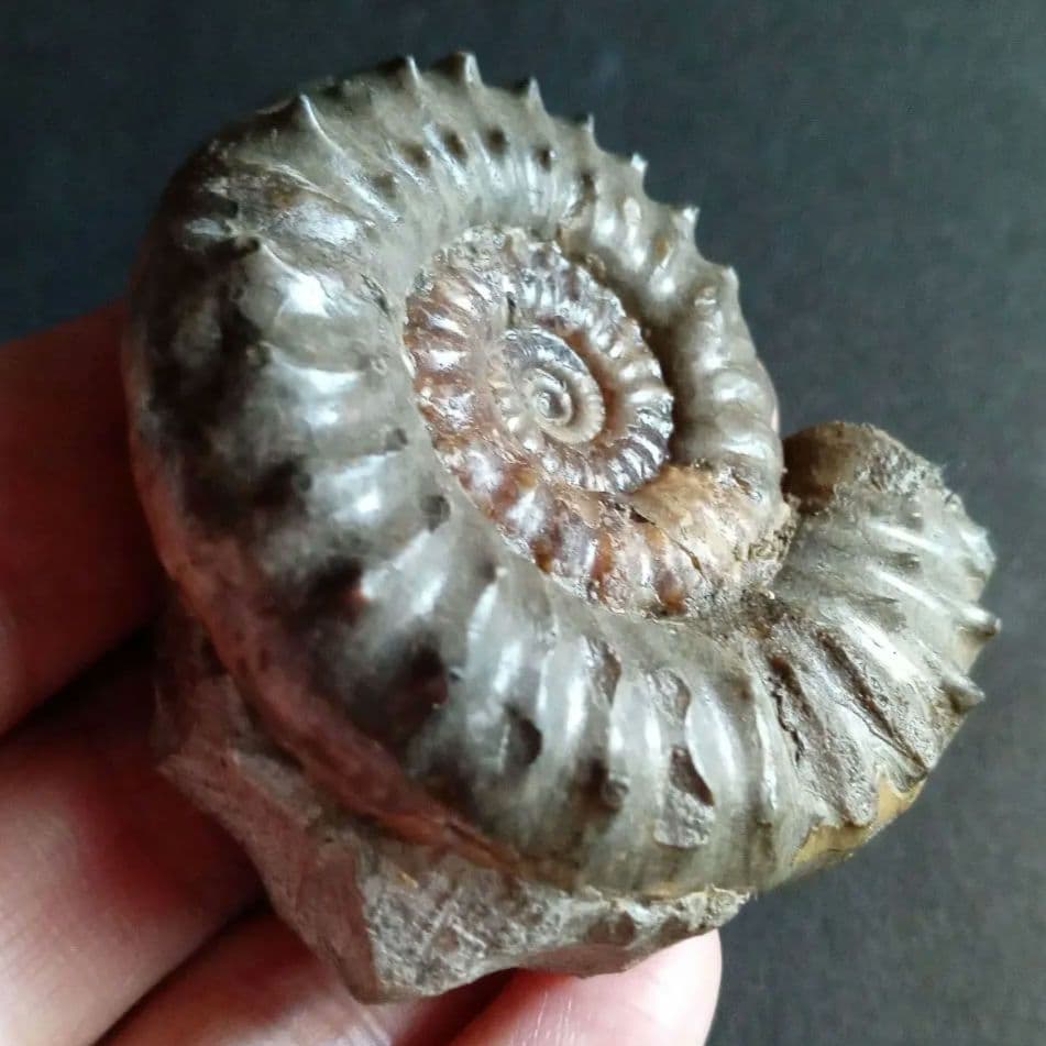 イギリス産　ジュラ紀　アンモナイト　刺々　希少種