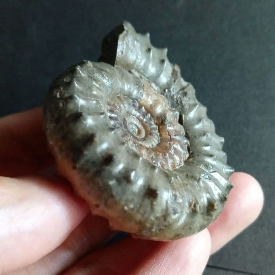 イギリス産　ジュラ紀　アンモナイト　刺々　希少種