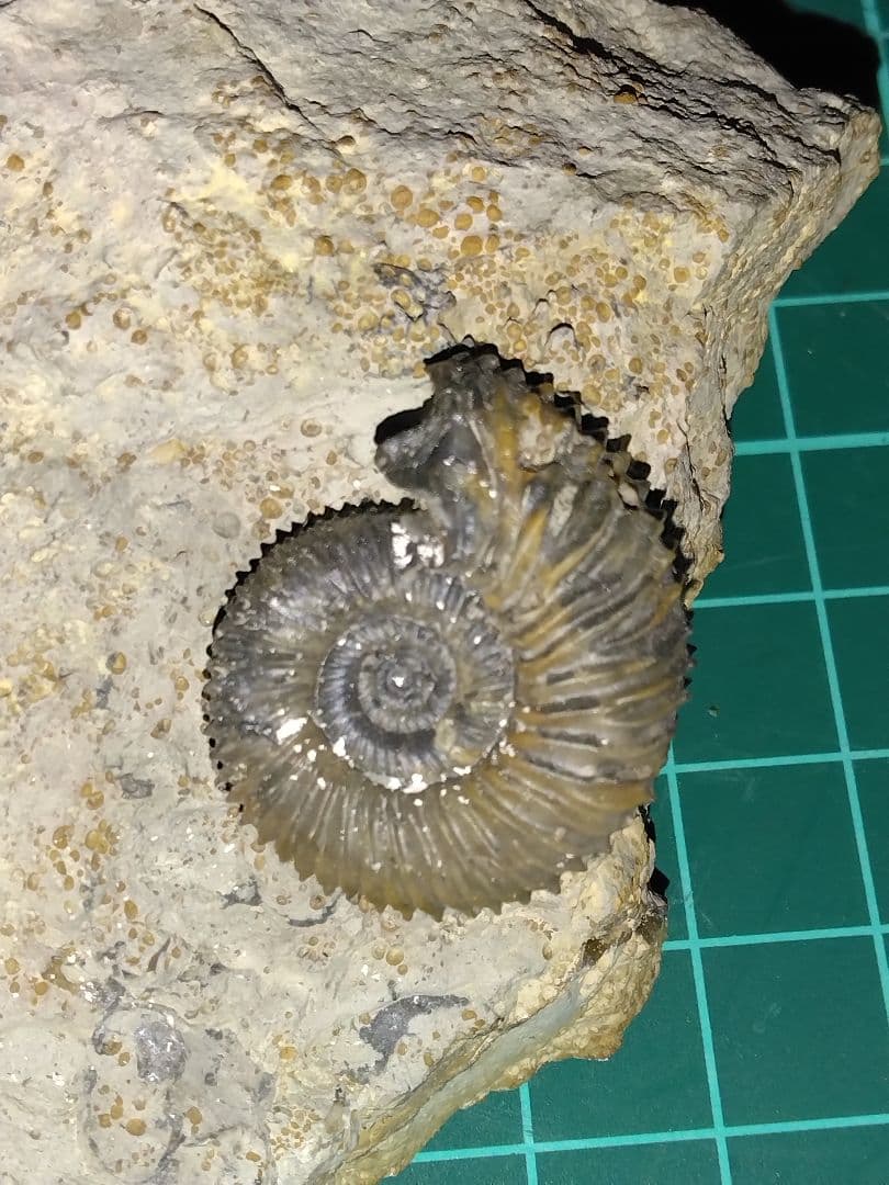 ドイツ産　アンモナイト　ガランティアナ　ジュラ紀　化石