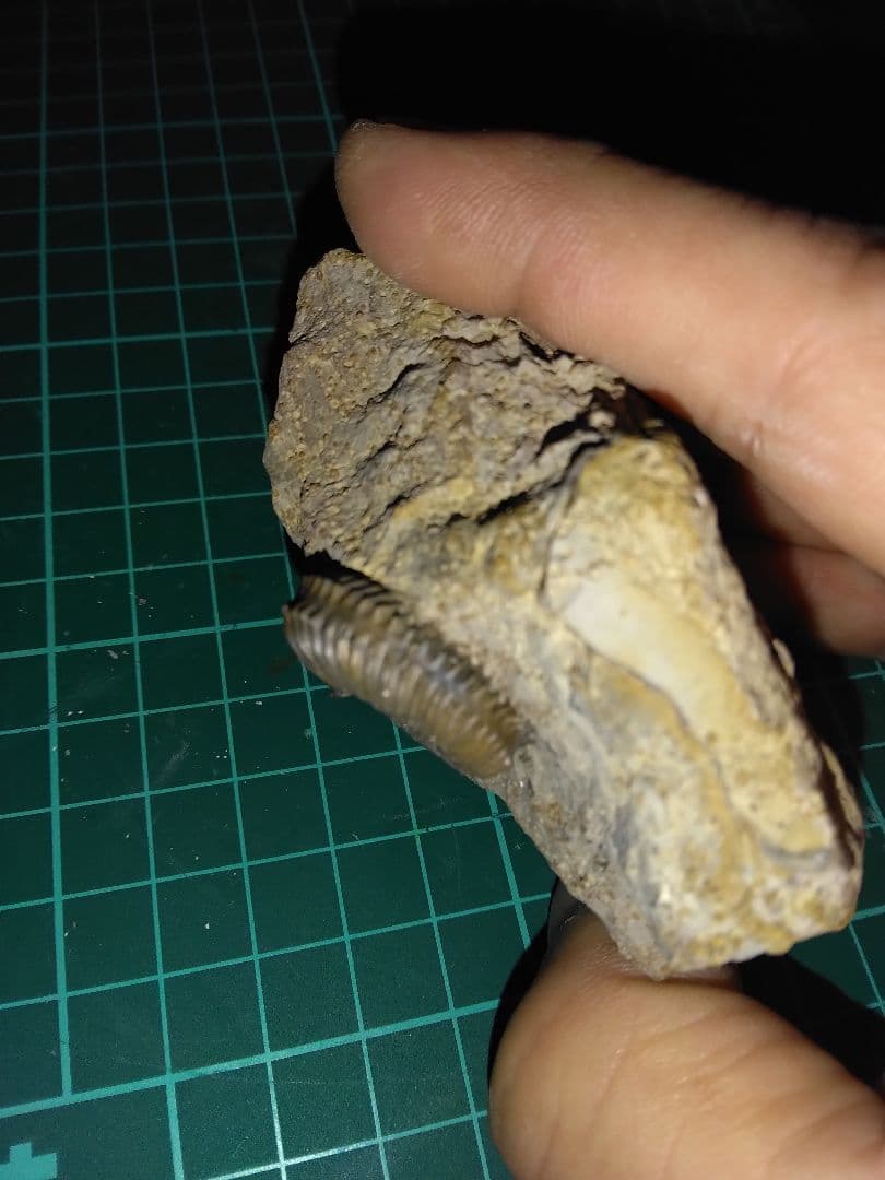 ドイツ産　アンモナイト　ガランティアナ　ジュラ紀　化石