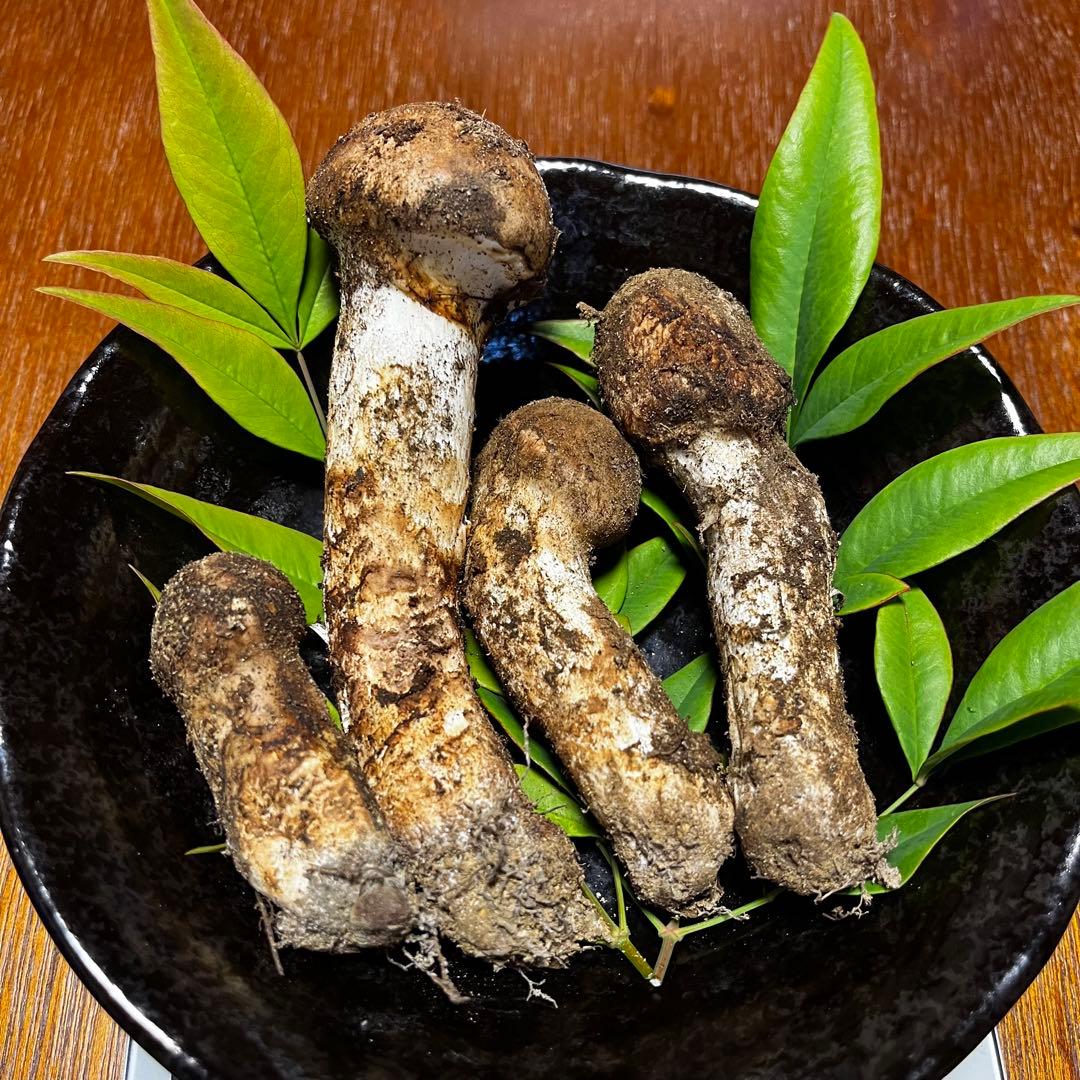 【ゆうすけ】南信州産　天然松茸　10/13 午後採れ