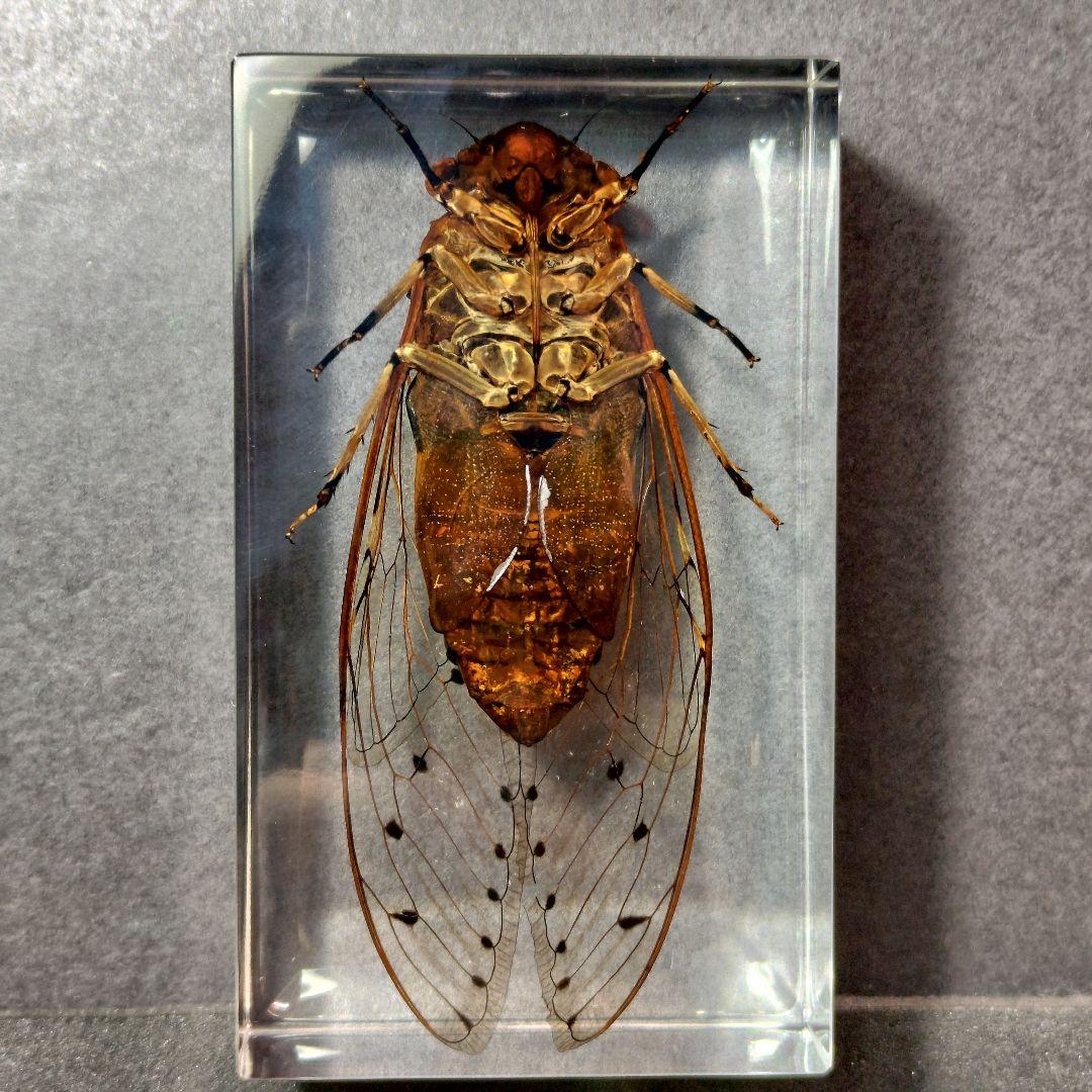 セミ レジン封入標本 テイオウゼミ