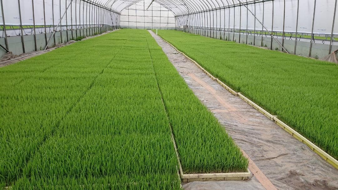 コシヒカリ 令和７年 20キロ 新鮮白米 減農薬 精米済み