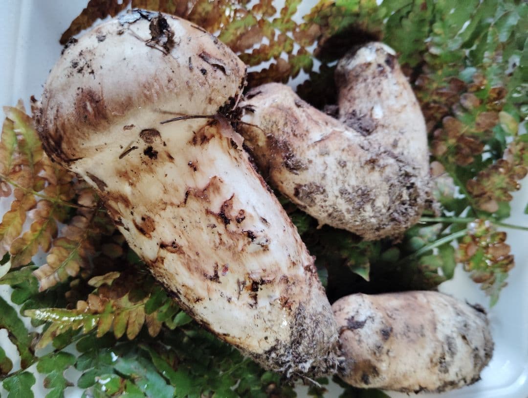 岩手県産松茸　150グラム