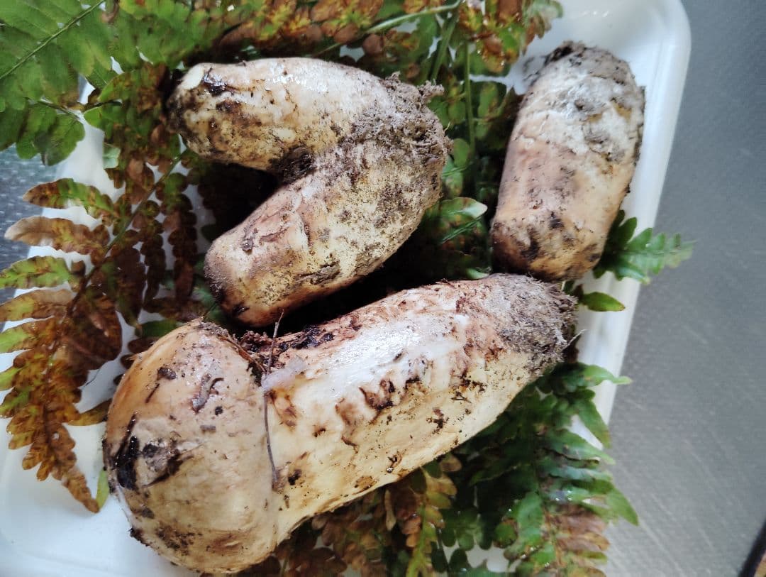 岩手県産松茸　150グラム