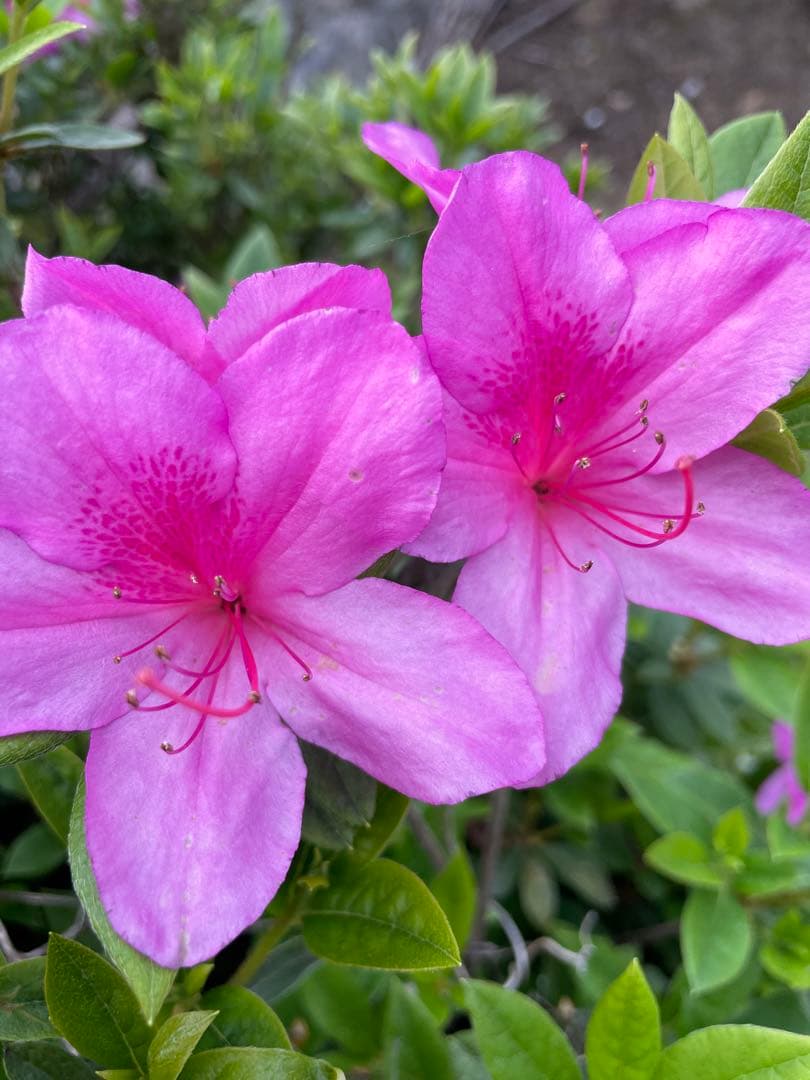 パン子9kg180束入り2個18kgお姫さまマーク手延そうめん