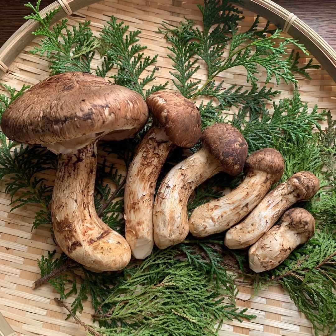 【岩手県産天然松茸】100g×3袋　松茸ご飯土瓶蒸し用　300g お手軽美味しい