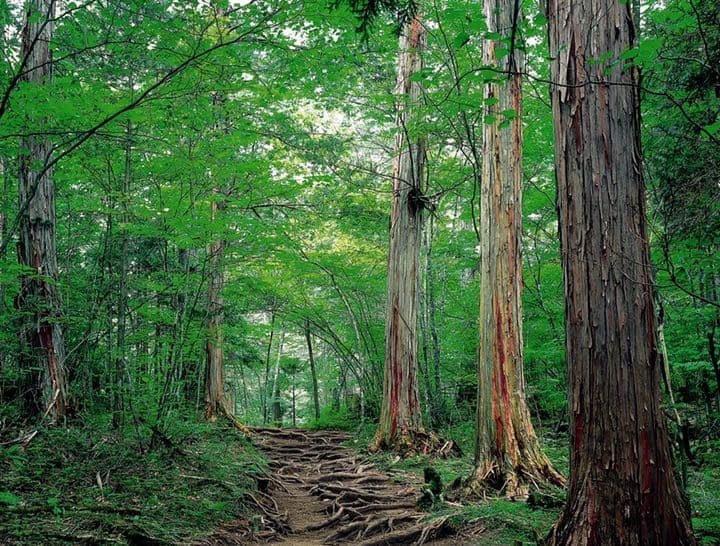 最上級　巨大ヒノキ  丸太椅子！　AAA