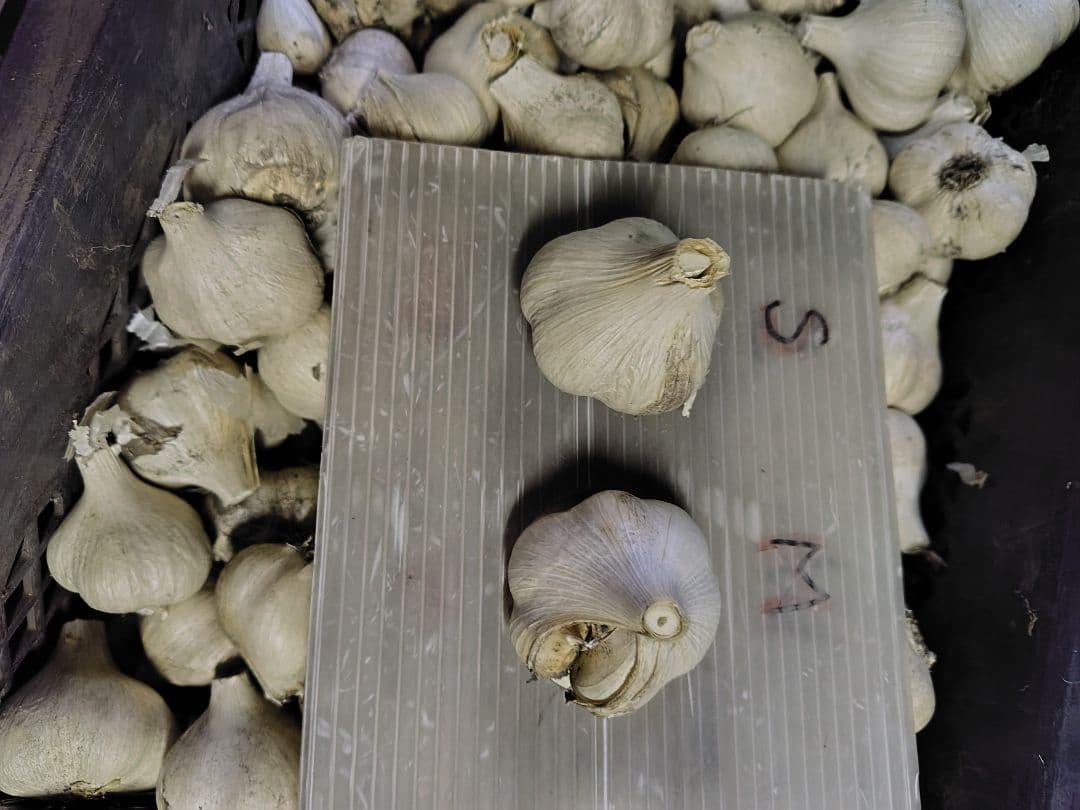 m*u様 青森県産にんにく訳あり小玉処分セール青森県産ニンニク訳あり　保存用