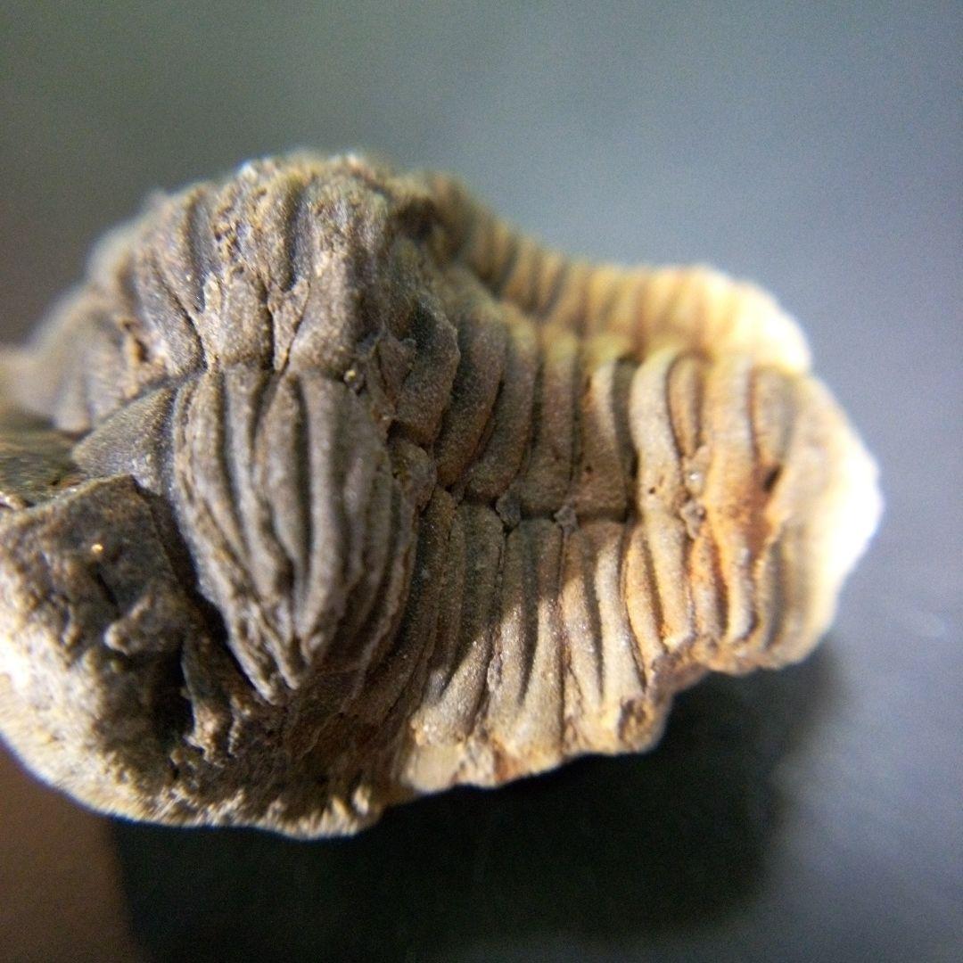 三葉虫　化石　fossil　ボリビア産　trilobite　海生動物個体⑩