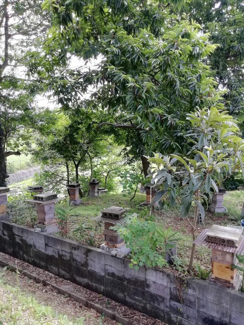 ともさま専用品♥️♥️特別限定セット3品『100%純粋春蜜と天然完熟春蜜』