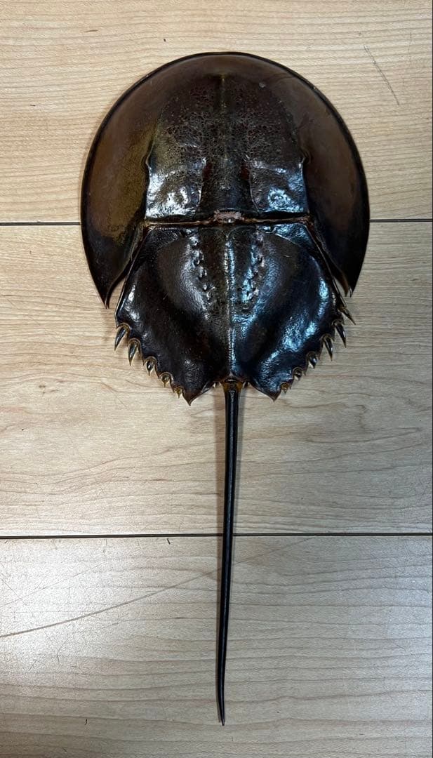 東南アジア産　カブトガニ