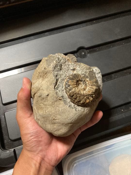 北海道　アンモナイト　テキサナイテス　化石　/ 恐竜　三葉虫　釣り　自由研究