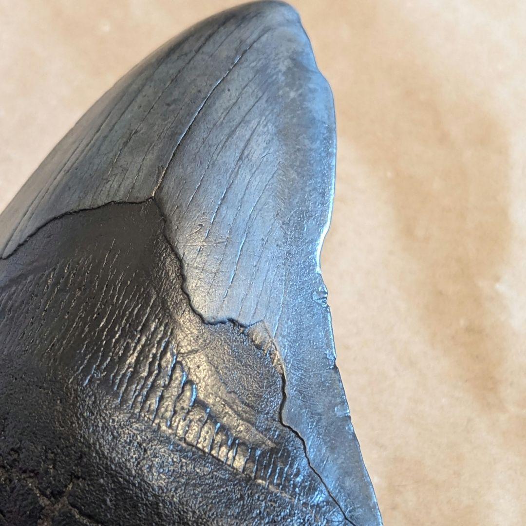 大きなメガロドンの歯　化石　123mm MG1201