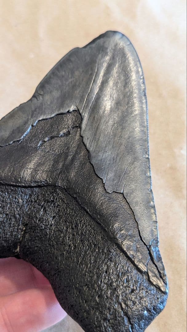 大きなメガロドンの歯　化石　123mm MG1201