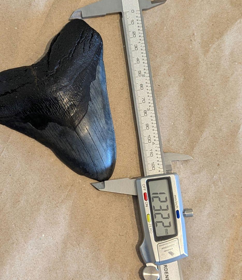 大きなメガロドンの歯　化石　123mm MG1201