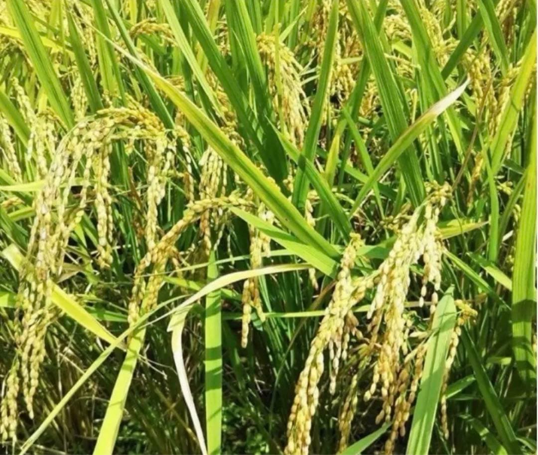 令和7年　新米　大分県産なつほのか　白米10㎏キロ