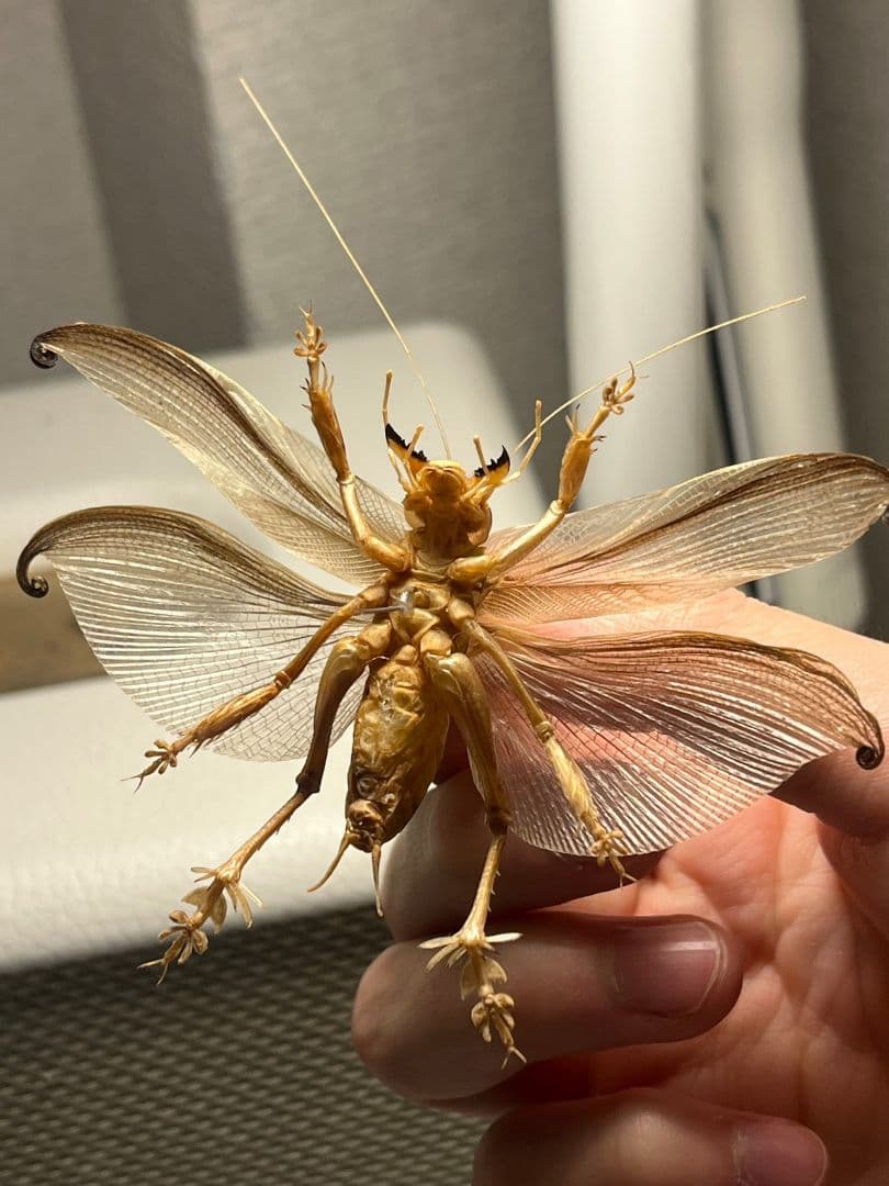 【希少産地】ミャンマー産のマキバネコロギス 昆虫標本バッタ キリギリスコロギス